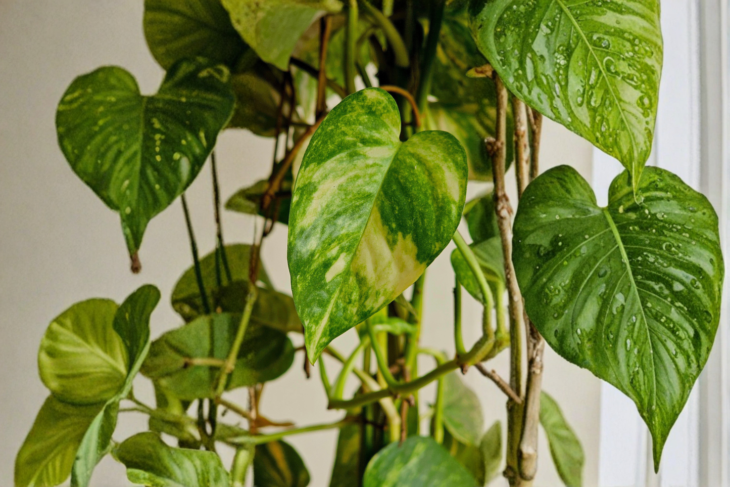 Variegated Giant Golden Pothos Live Rooted Plant in 2.5 Inch Pot – Epipremnum aureum