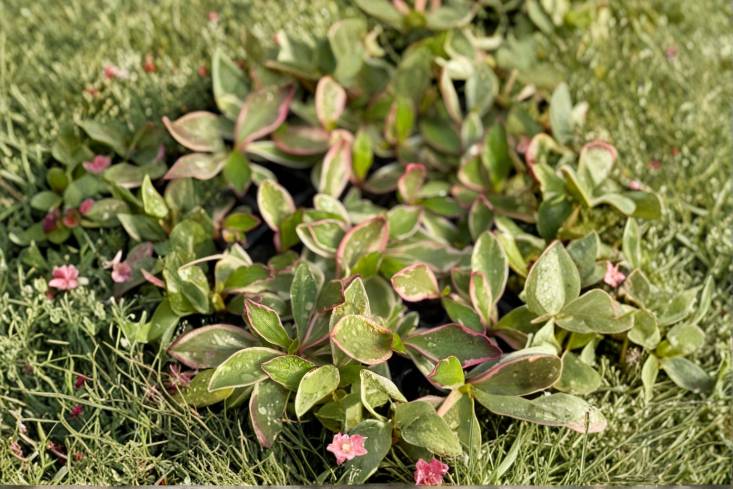 Peperomia Ginny Live Plant, Variegated Tropical Houseplant in 2-Inch Pot, Green, Cream & Pink-Red Foliage