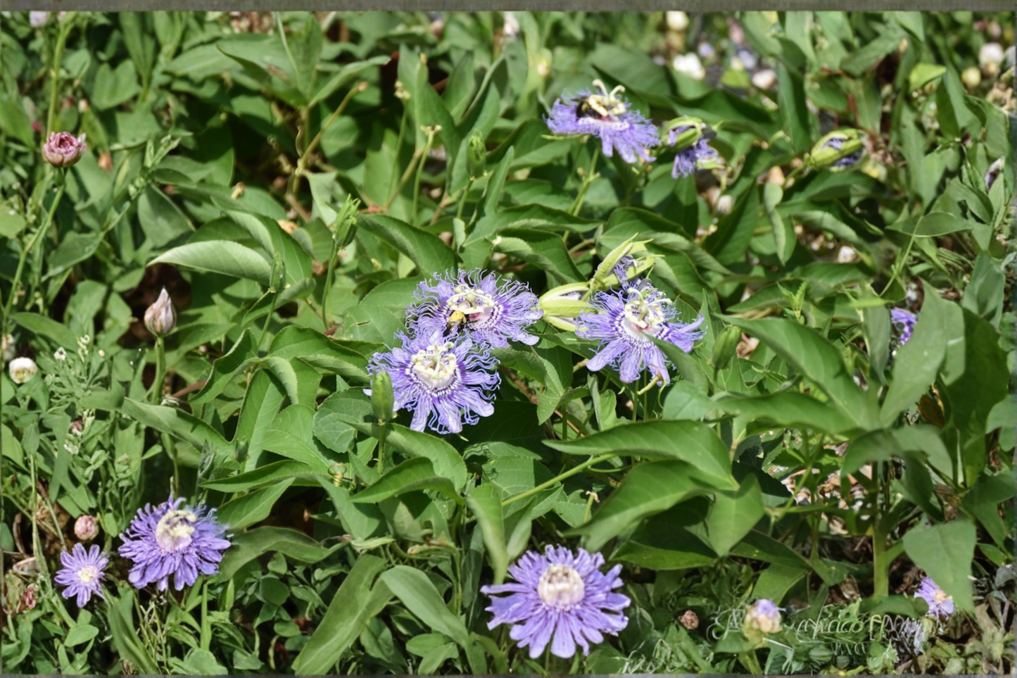 Blue Passionflower Vine Live Plant – 5 Inch Starter, Passiflora caerulea, Climbing Flowering Vine, Container & Garden Support