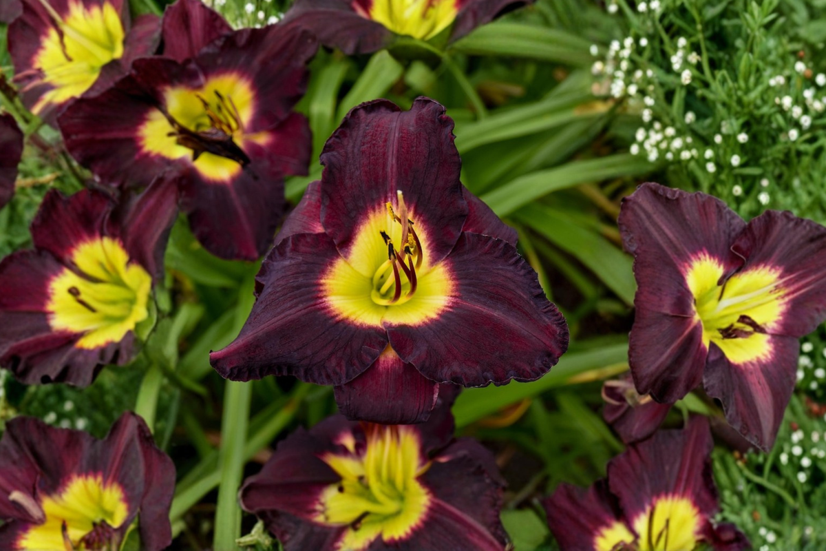 Bela Lugosi Daylily Bare Root Plants – Dark Purple Flowers, Perennial, Easy Care, Garden Border, Hemerocallis