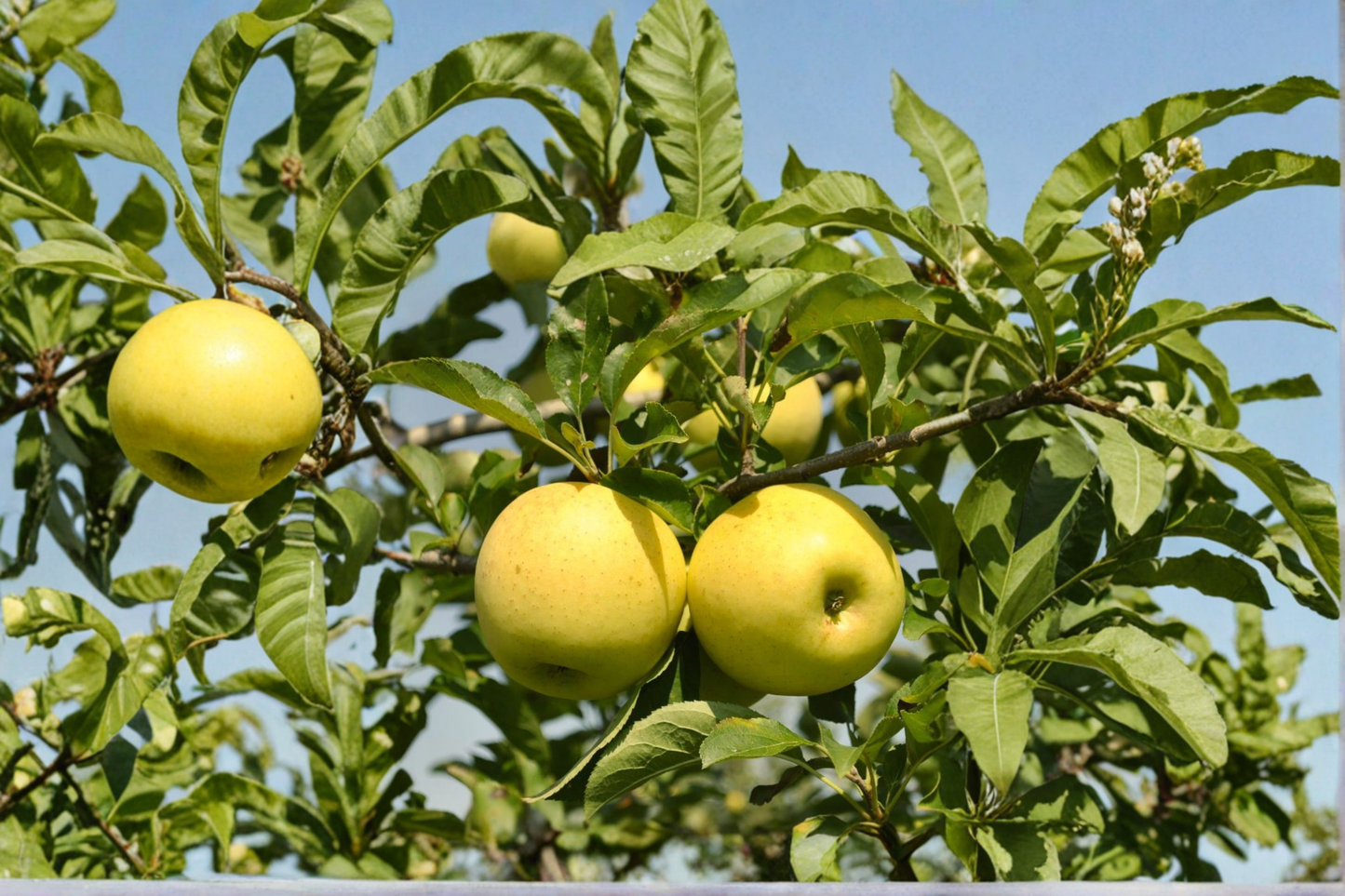 Yellow Delicious Apple Tree Live Plant – 4-6 Ft Fruit Tree with Golden Apples, Malus domestica, Deciduous Orchard Tree