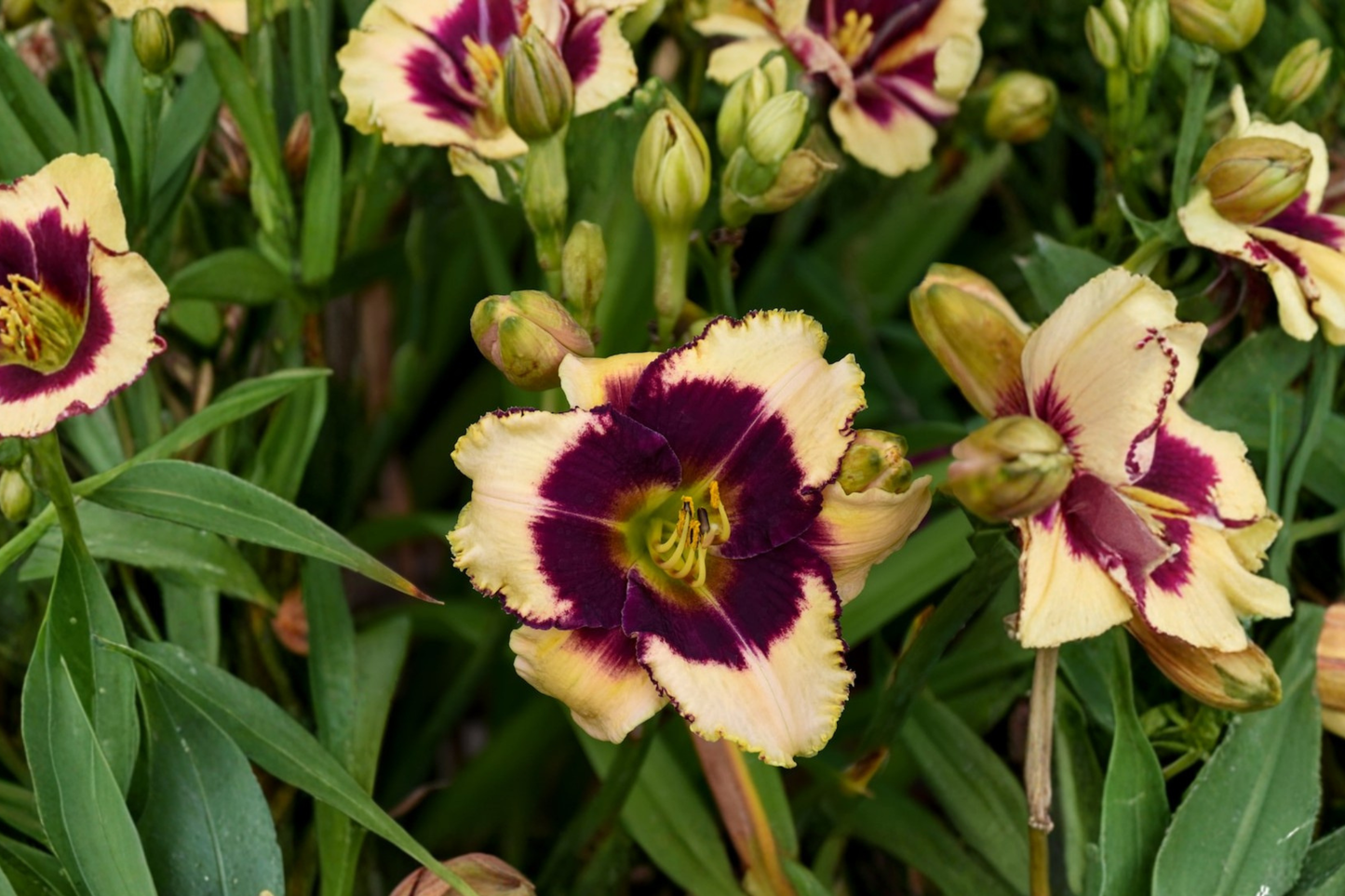 Blackthorne Daylily Bare Root Plants – Purple & Yellow Blooms, Perennial, Easy Care, Garden Border, Hemerocallis