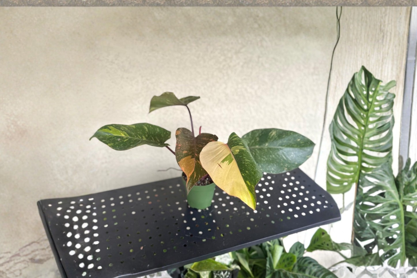 Philodendron Orange Princess Live Plant – Variegated Marble Galaxy, 4-Inch Pot, Rare Indoor Houseplant, Tropical Decor, Gift