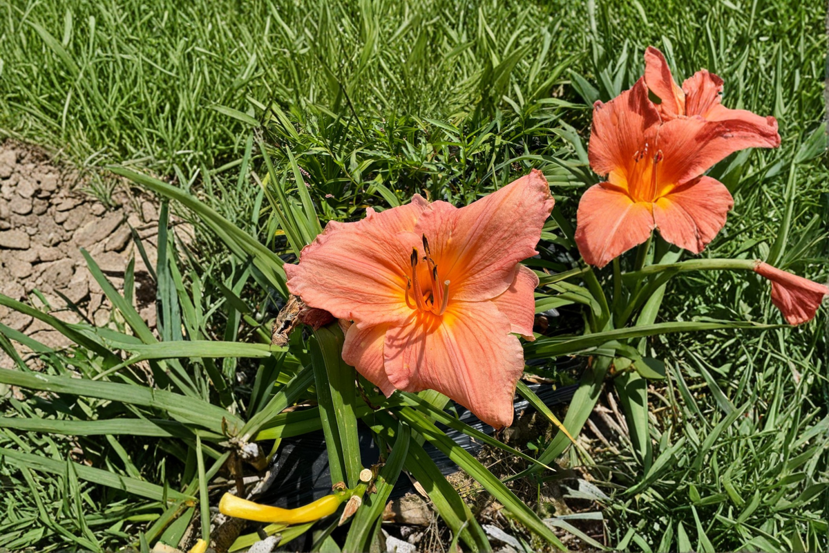 Daylily Frank Gladney Bare Root Plants – Orange Red Perennial for Summer Garden Flowers, Hemerocallis