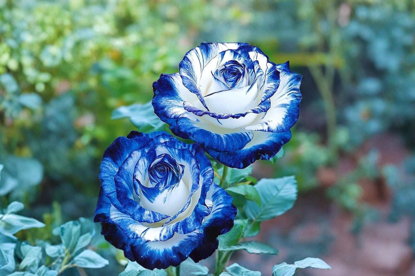 English Blue White Rose Seeds 10 Pack - Rare Ornamental Flower, Rosa Hybrid, Full Sun, Garden & Patio Plant Seeds