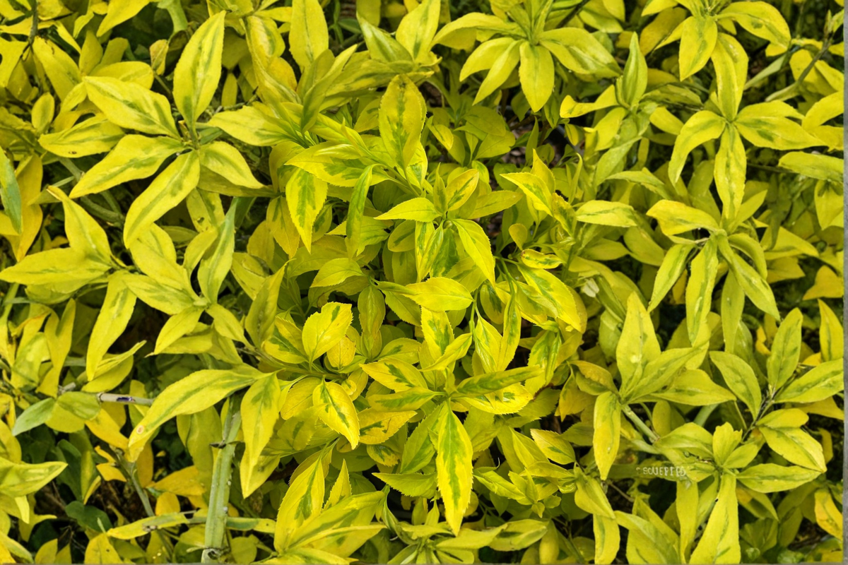 Evergold Variegated Forsythia Live Plant – 1 Gallon Pot, Yellow Spring Blooms, Green & Gold Foliage, Deciduous Shrub, Forsythia intermedia