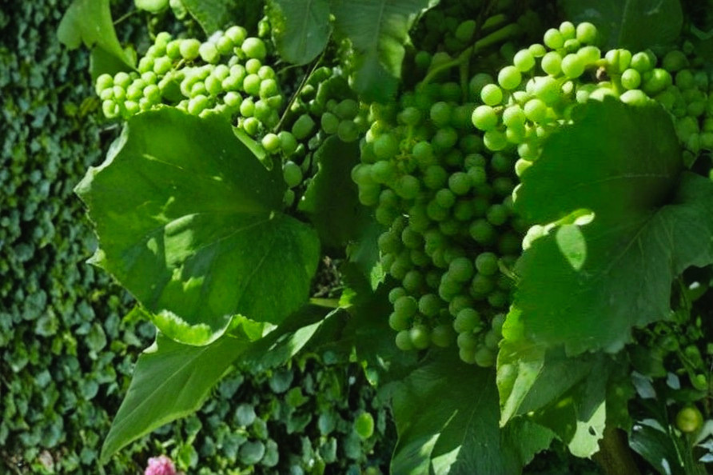 Seedless Grape Vine 4–6 ft Live Plant for Home Garden, Trellis, Vineyard – Southern Sensation Vitis spp.