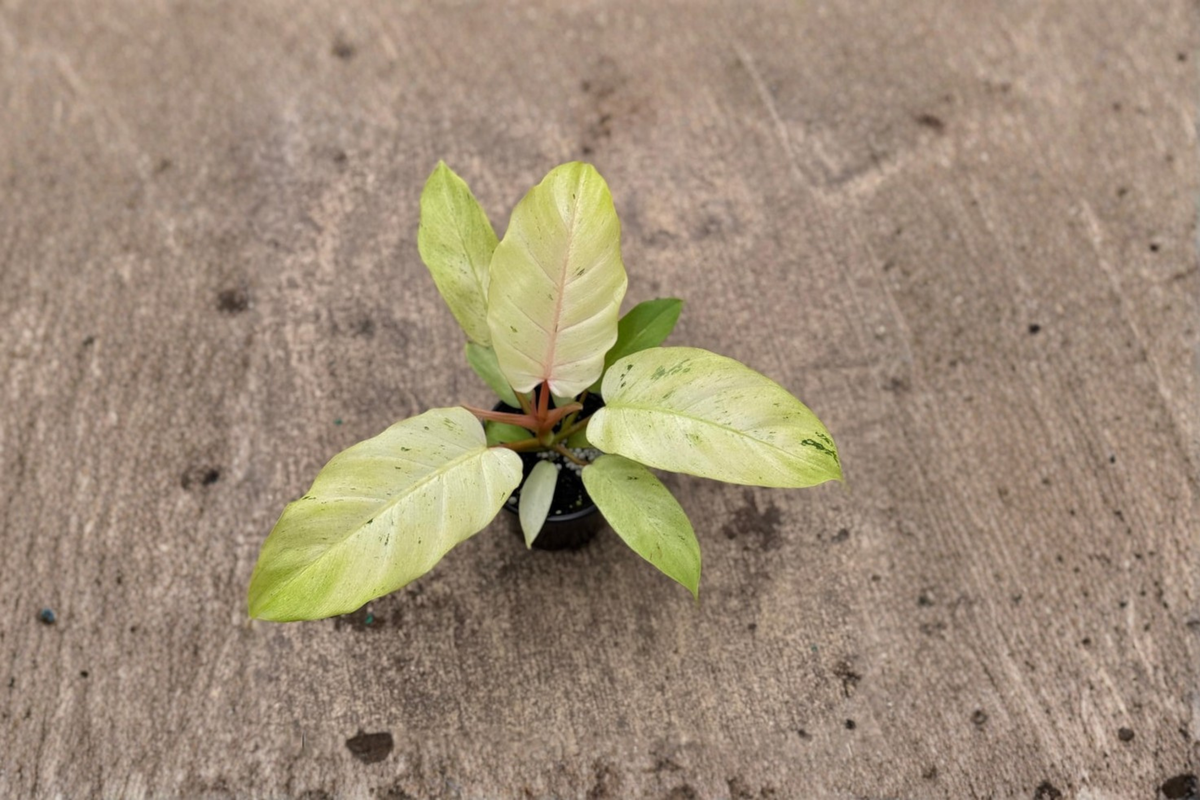 Philodendron Snowdrift Live Plant, Variegated White Leaf Tropical Houseplant, 4-Inch Pot