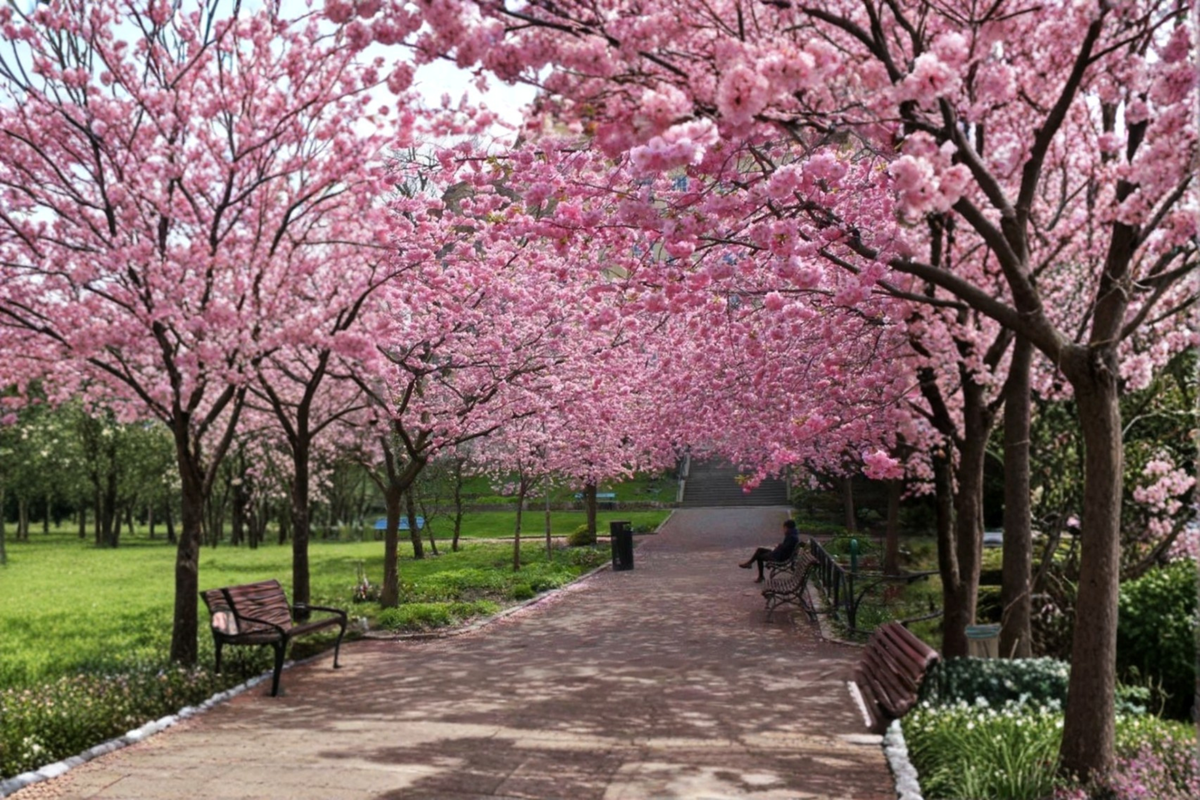 Japanese Sakura Cherry Tree Seeds – 3 Pink Blossom Ornamental Seeds for Outdoor & Container Gardening Prunus spp.