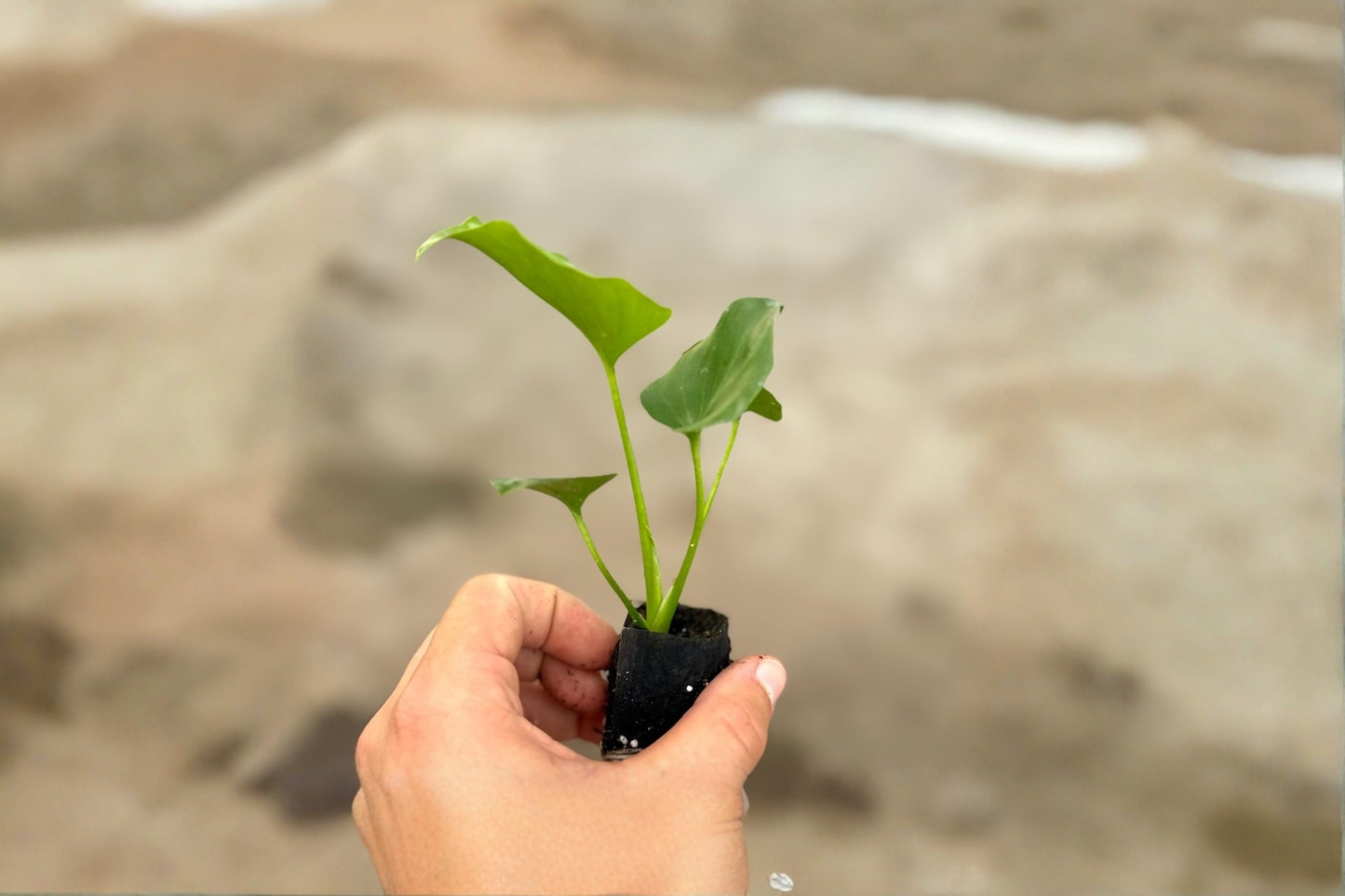 Philodendron Hope Live Plant in 2-Inch Pot, Tropical Selloum Indoor Houseplant, Lush Green Foliage, Easy Care Tropical Plant