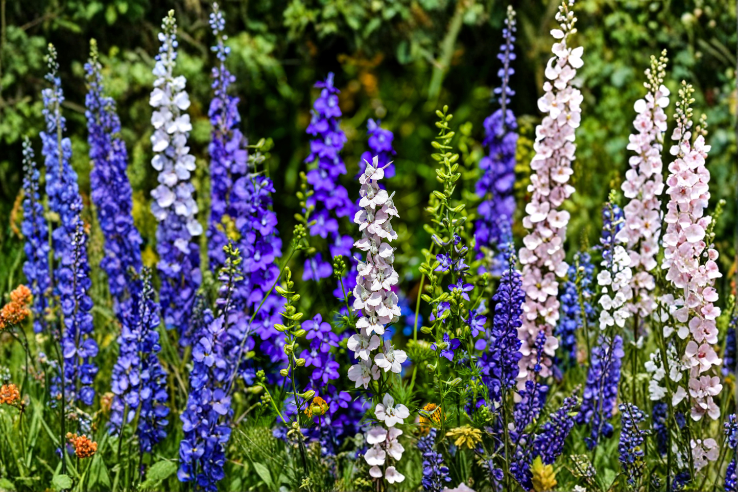 Delphinium Magic Fountains Mix Live Perennial Starter Plants – 4 Pack – Delphinium elatum
