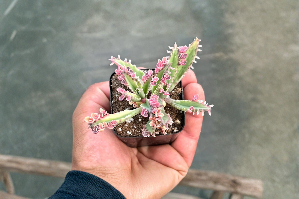 Kalanchoe Pink Butterflies Live Succulent Plant – Rare Indoor Houseplant with Pink Foliage & Decorative Plantlets
