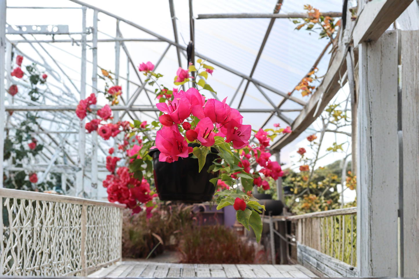 Rijnstar Pink Bougainvillea Live Starter Plant in Container - Tropical Flowering Vine