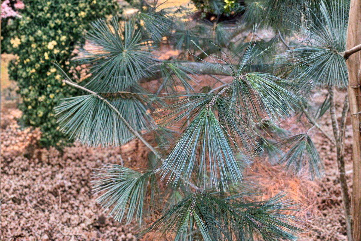 Cesarini Blue Limber Pine Live Plant 12 Inch Blue-Green Needles Evergreen Conifer Pinus flexilis