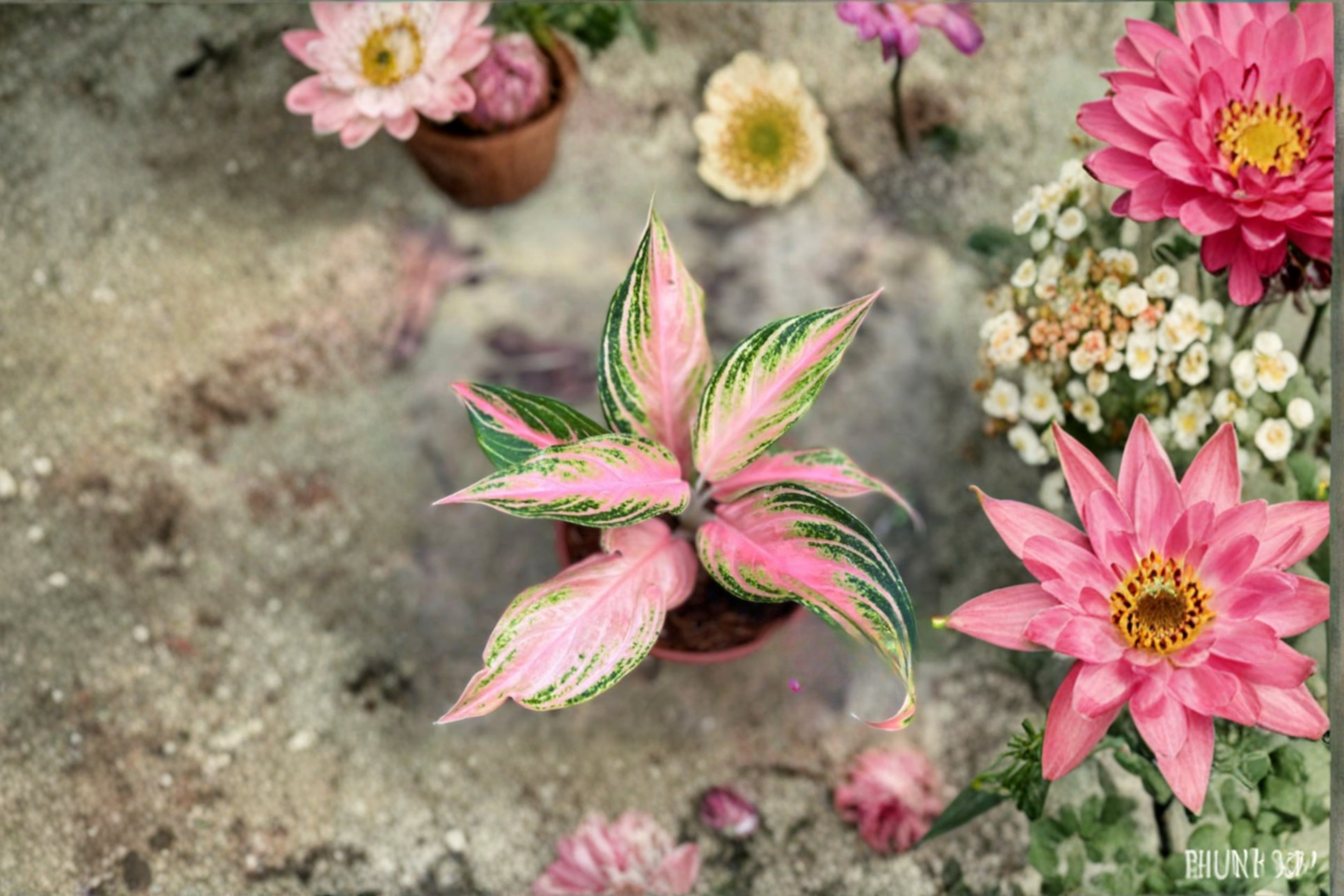 Assorted Aglaonema Live Plant Bundle - 6 Inch Tropical Chinese Evergreen Indoor Houseplants