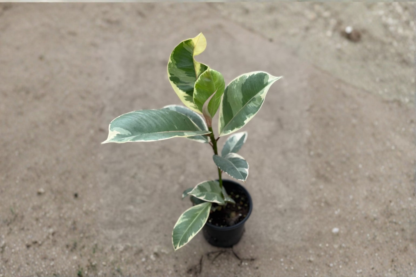 Ficus Tineke Live Plant, Variegated Rubber Plant in 4 Inch Pot, Indoor Houseplant, Tropical Foliage, Decorative Gift