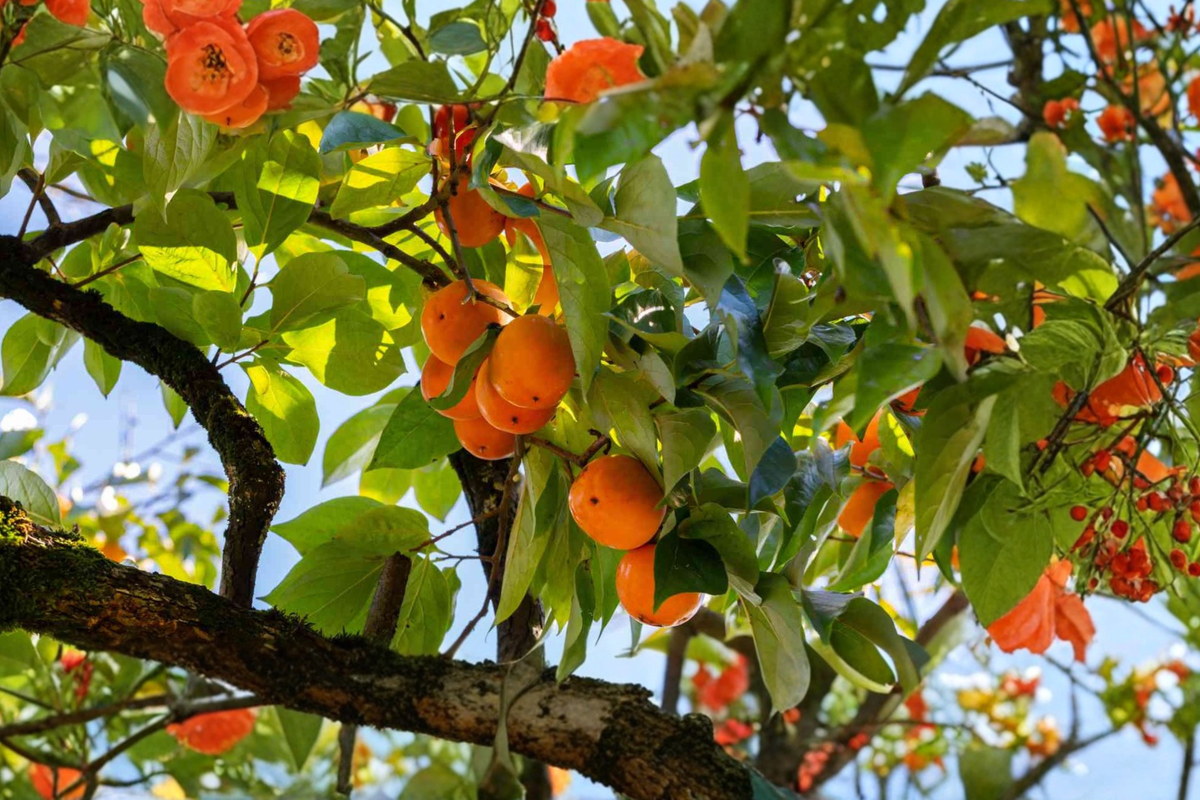 Eureka Persimmon Tree Live Plant 4–6 ft, Diospyros kaki, Deciduous Fruit Tree for Garden & Landscape