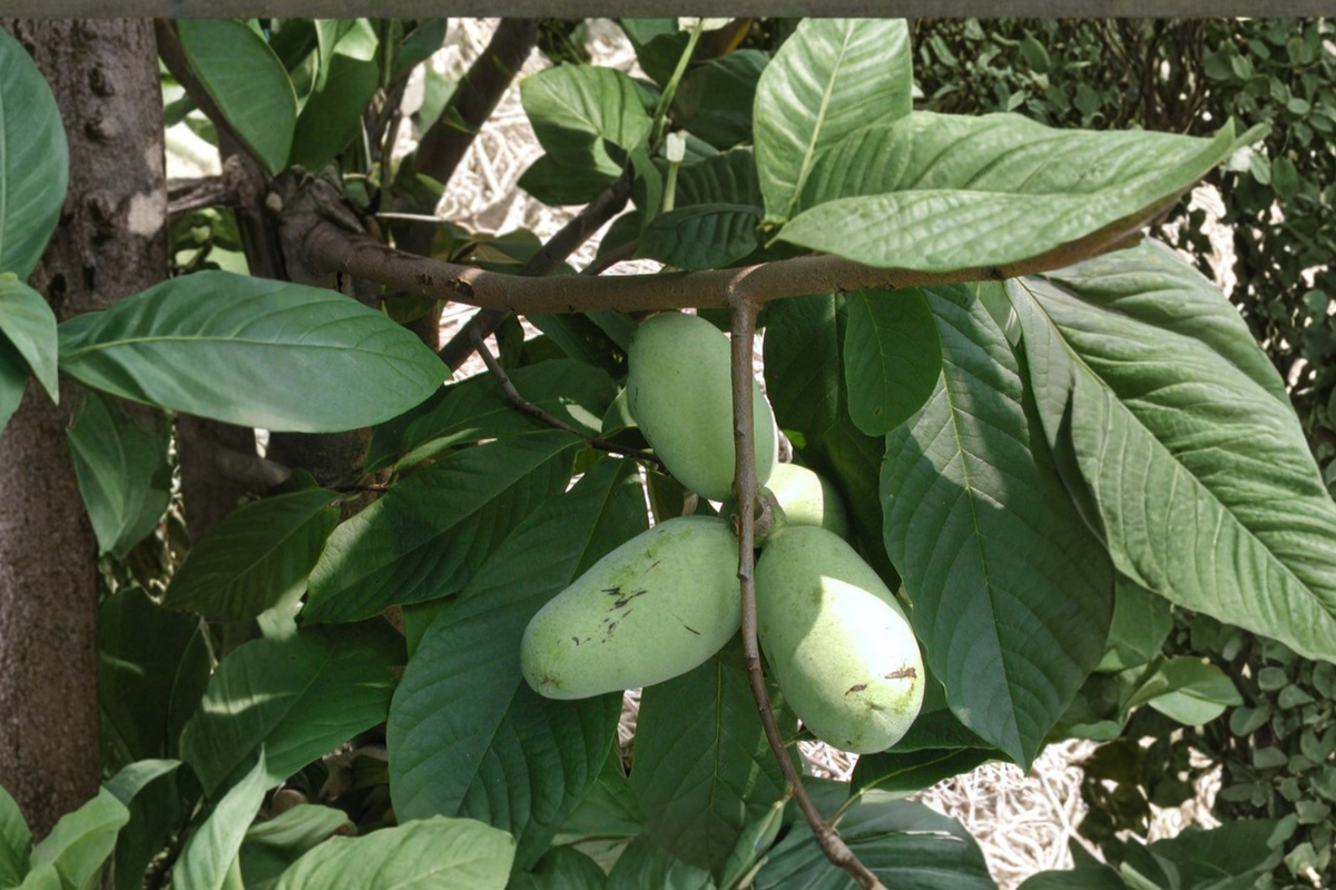 Pawpaw Tree Live Plant 12 Inch Tall, Native Fruit Tree, Asimina triloba, 1 Gallon Pot for Yard Garden Landscaping