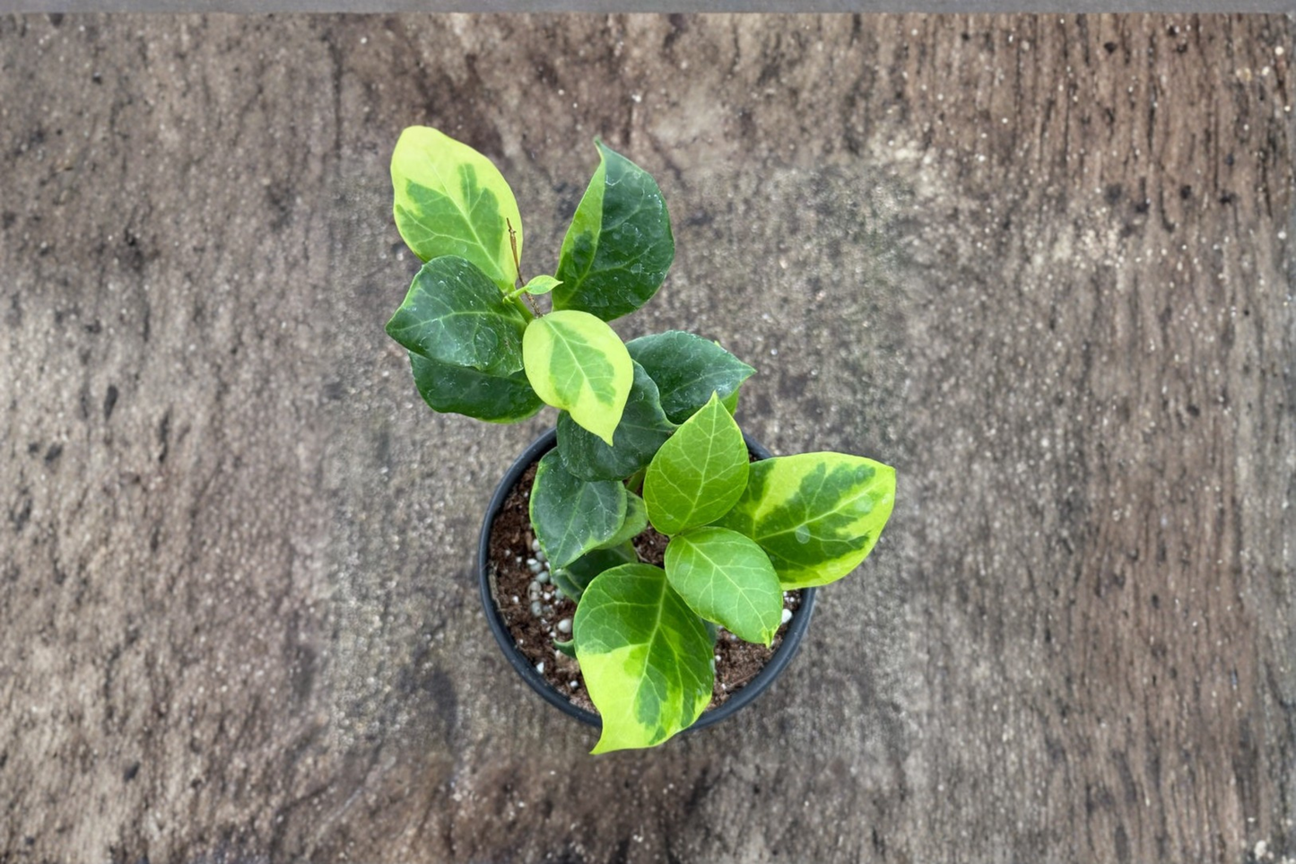 Hoya Obscura Albo Marginata Live Plant, Variegated Tropical Vine in 4-Inch Pot, Indoor Houseplant, Rare Hoya for Collection