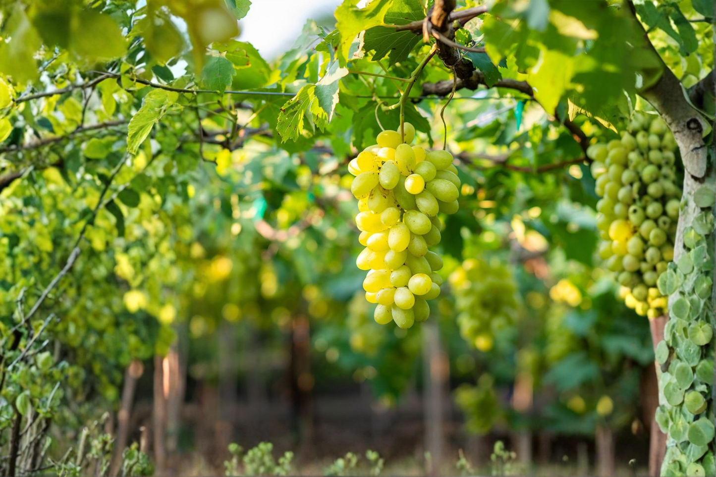 Niagara Grape Vine Plant 1 Gal Live Fruit Vine Climbing Grape Vitis labrusca for Garden Trellis Arbor