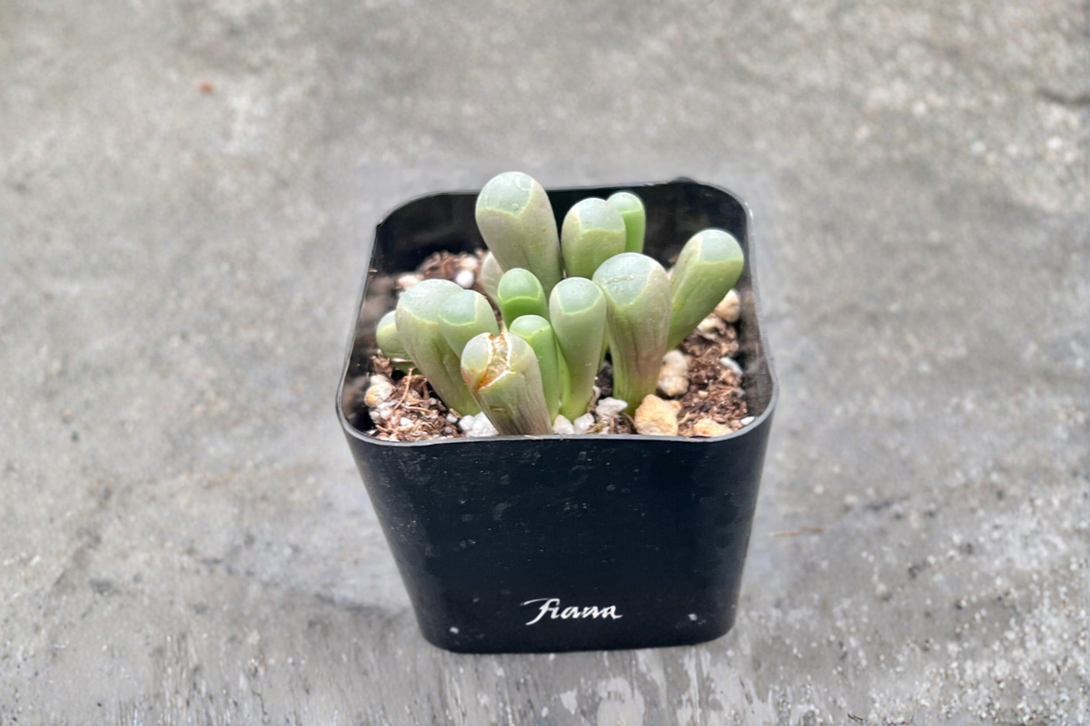 Baby Toes Succulent Live Plant - 2 Inch Pot Fenestraria rhopalophylla Indoor Houseplant, Unique Compact Desert Decor