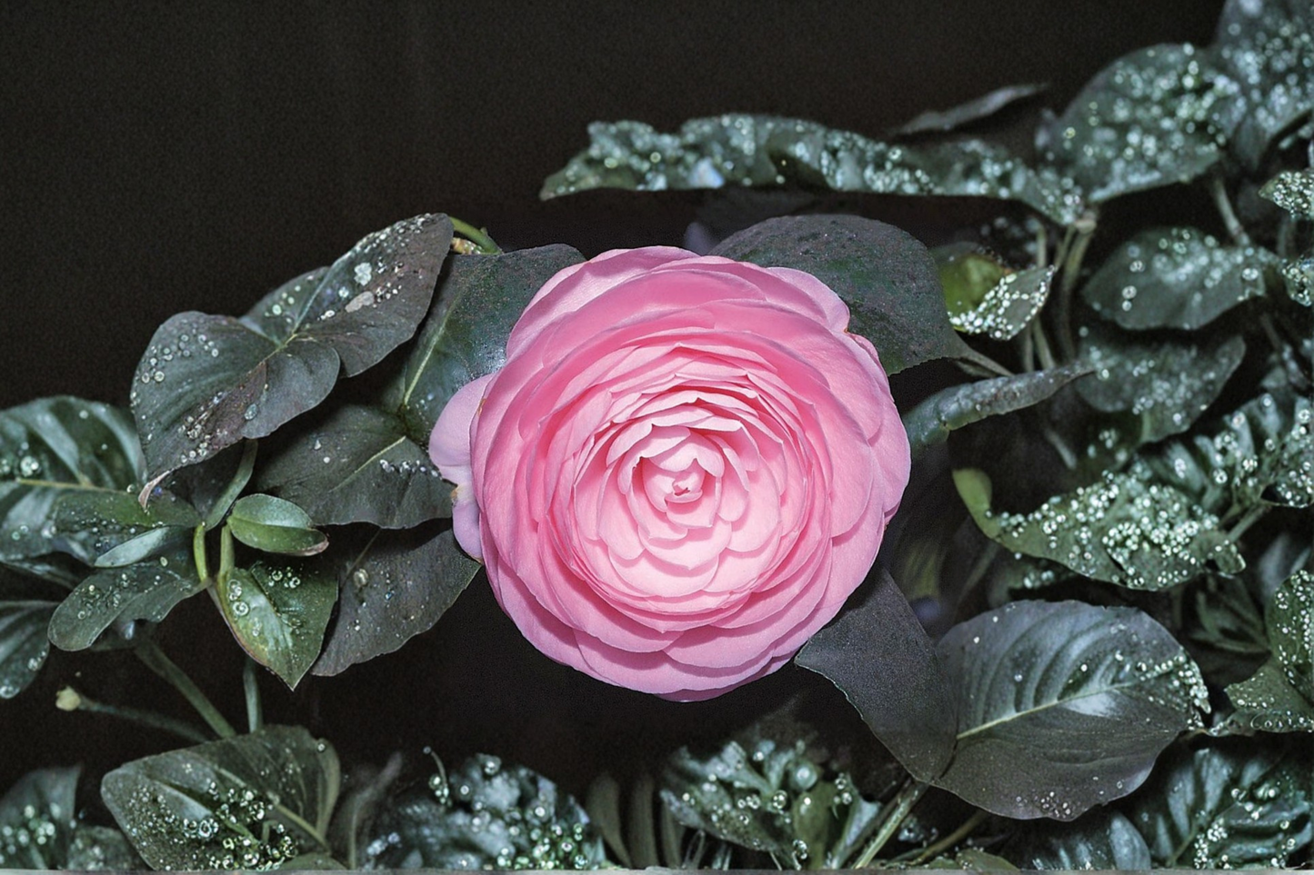 Japanese Camellia Pearl Maxwell Live Plant 1 Gallon Pink White Evergreen Shrub Camellia japonica