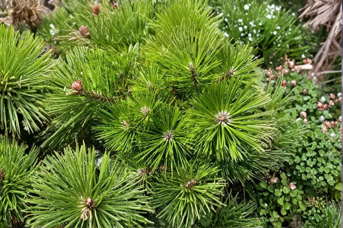 Vibrant Japanese Red Pine Live Plant 12 Inch Evergreen Conifer Tree in 1-Gallon Pot Pinus densiflora
