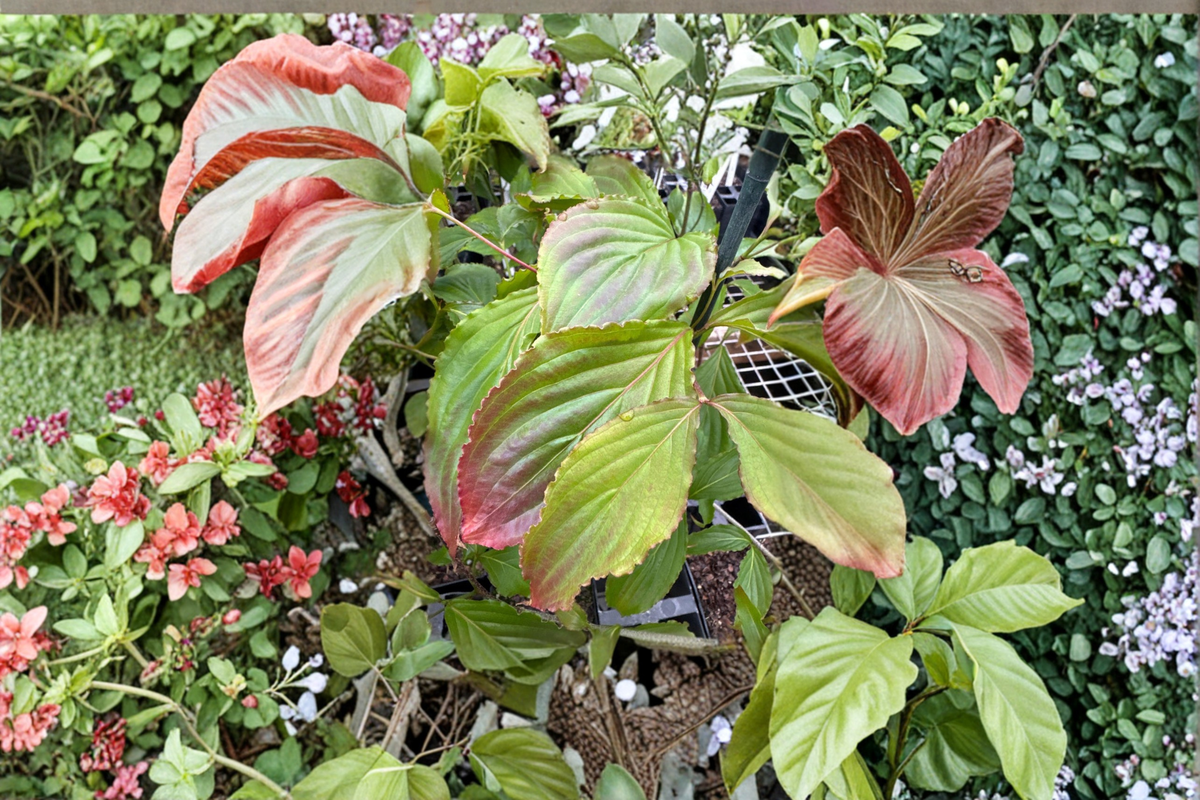 Beni Fuji Dogwood Live Plant – 12 Inch Grafted Pink Flowering Tree Cornus florida for Garden, Landscape, Spring Blooms