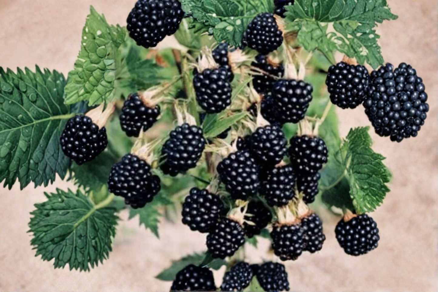 Arapaho Thornless Blackberry Seeds - 30 Pack, Edible Fruit, Thornless Bush, Rubus spp., Garden & Container Growing