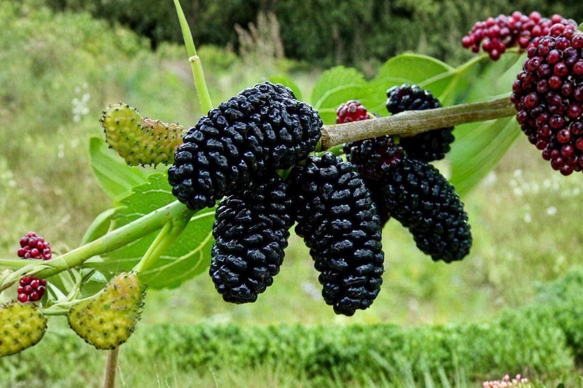 Dwarf Everbearing Mulberry Tree Live Plant – 4ft Fruiting Morus Nigra for Garden, Orchard, Container Growing