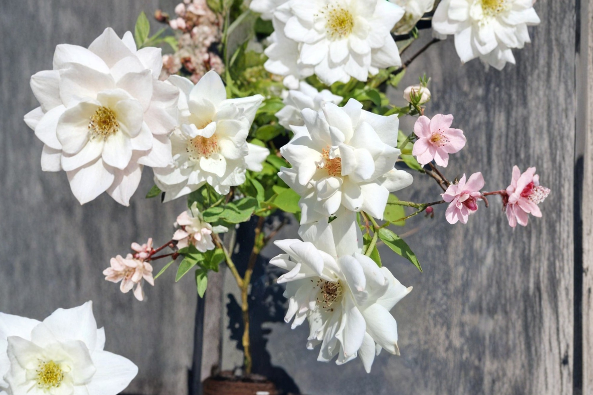 Iceberg Floribunda Rose Plant 1 Gal White Bush Flowering Rose Shrub for Garden Borders Landscape