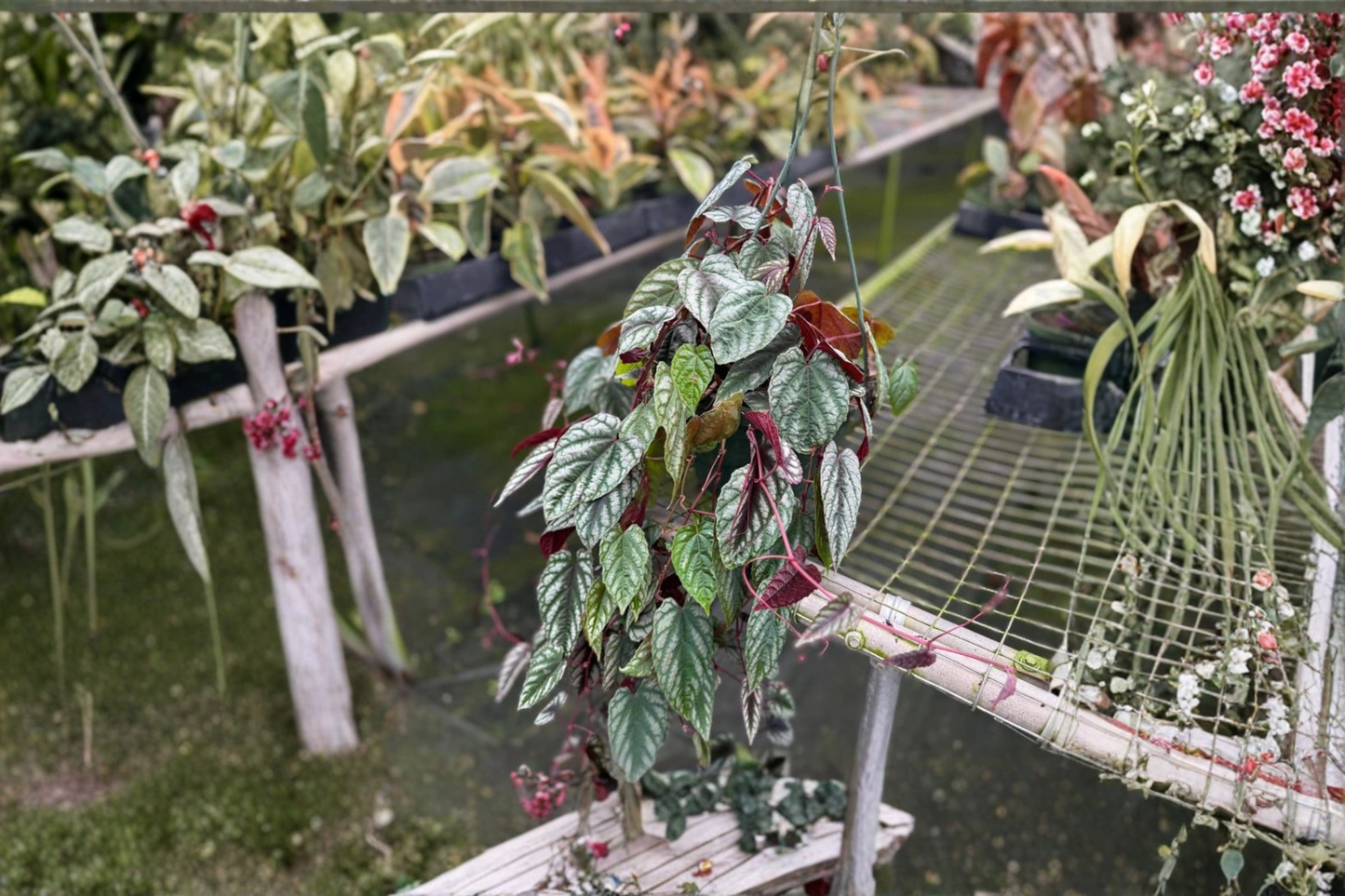 Cissus Discolor Rex Begonia Vine Live Plant, Rooted Tropical Climbing Houseplant, Silver and Purple Foliage