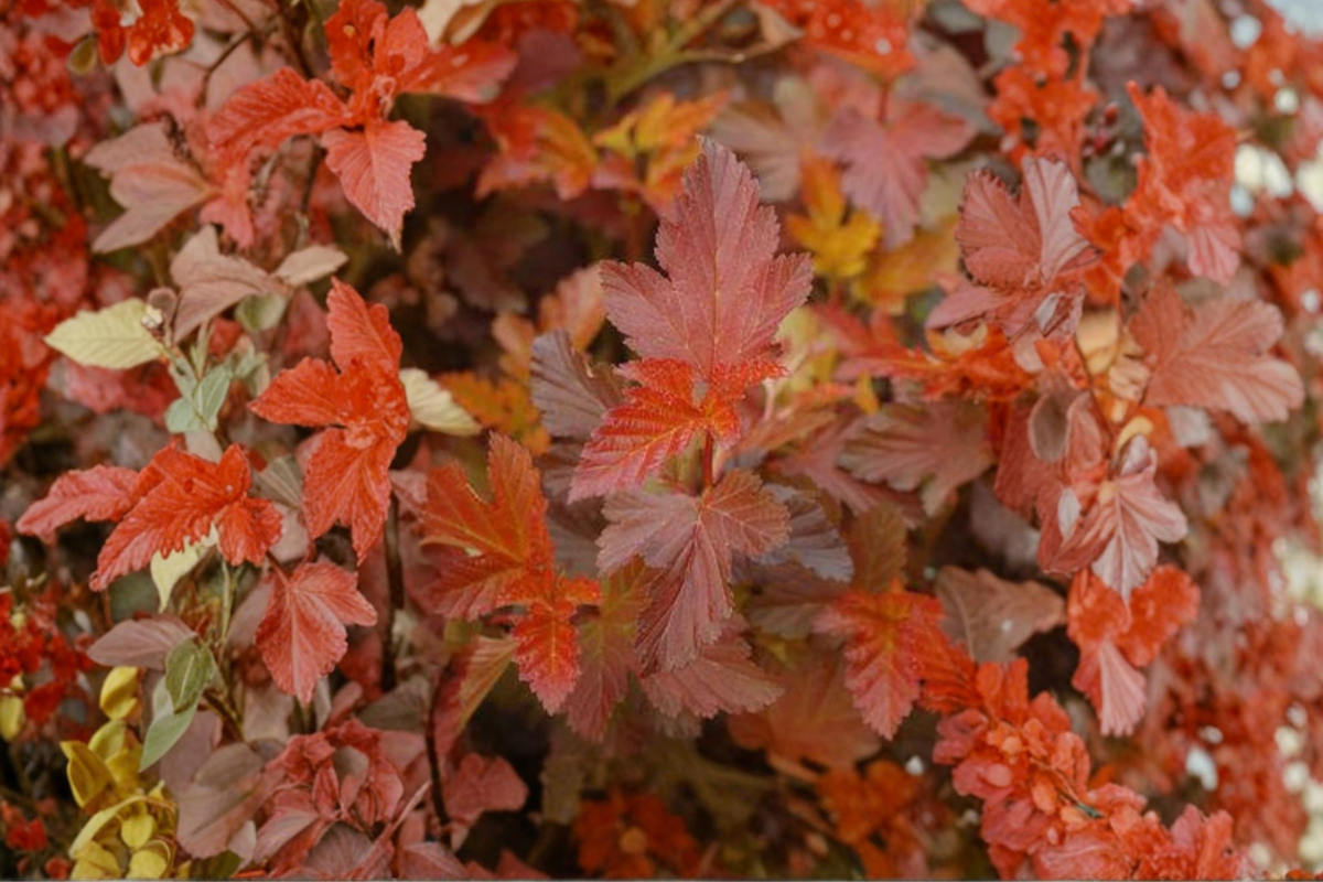 Ninebark Live Plant 4 Inch Pot - Physocarpus opulifolius Center Glow with Colorful Foliage