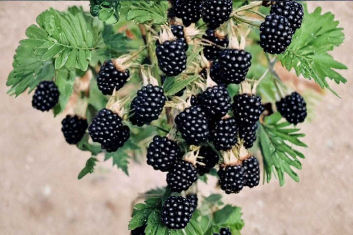 Prime-Ark Horizon Blackberry Live Plant – Thornless Fruit Bush for Garden, Orchard & Container Growing, Rubus 'Prime-Ark Horizon'