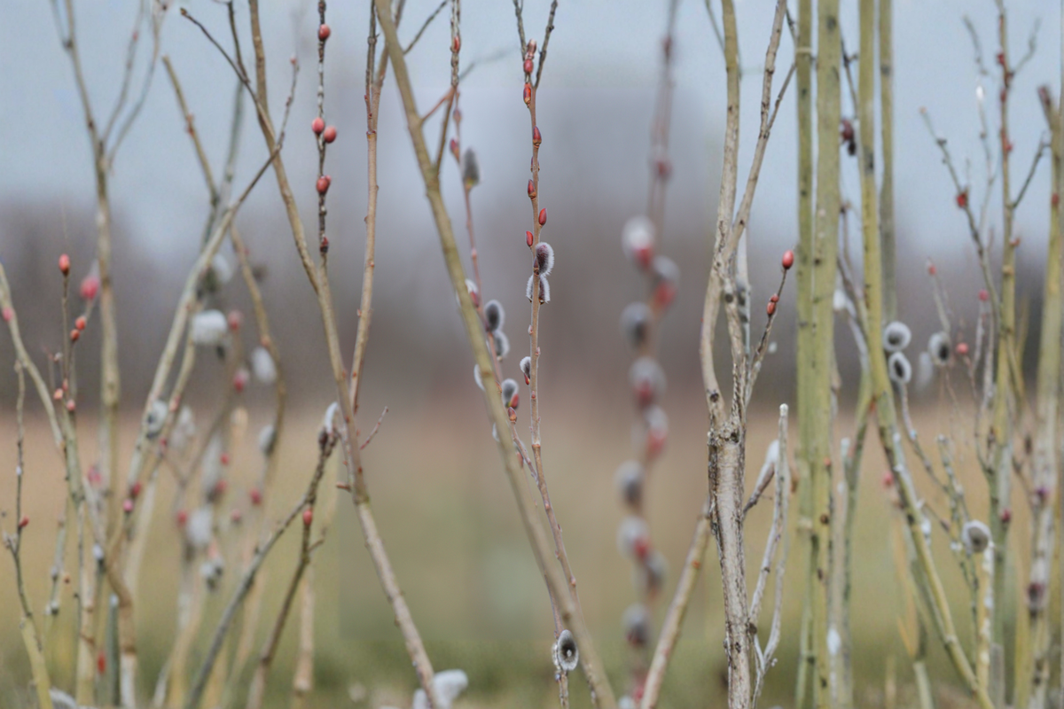 Black Pussy Willow Live Plant – 16-20 Inches Tall, Ornamental Shrub, Salix gracilistyla 'Melanostachys'