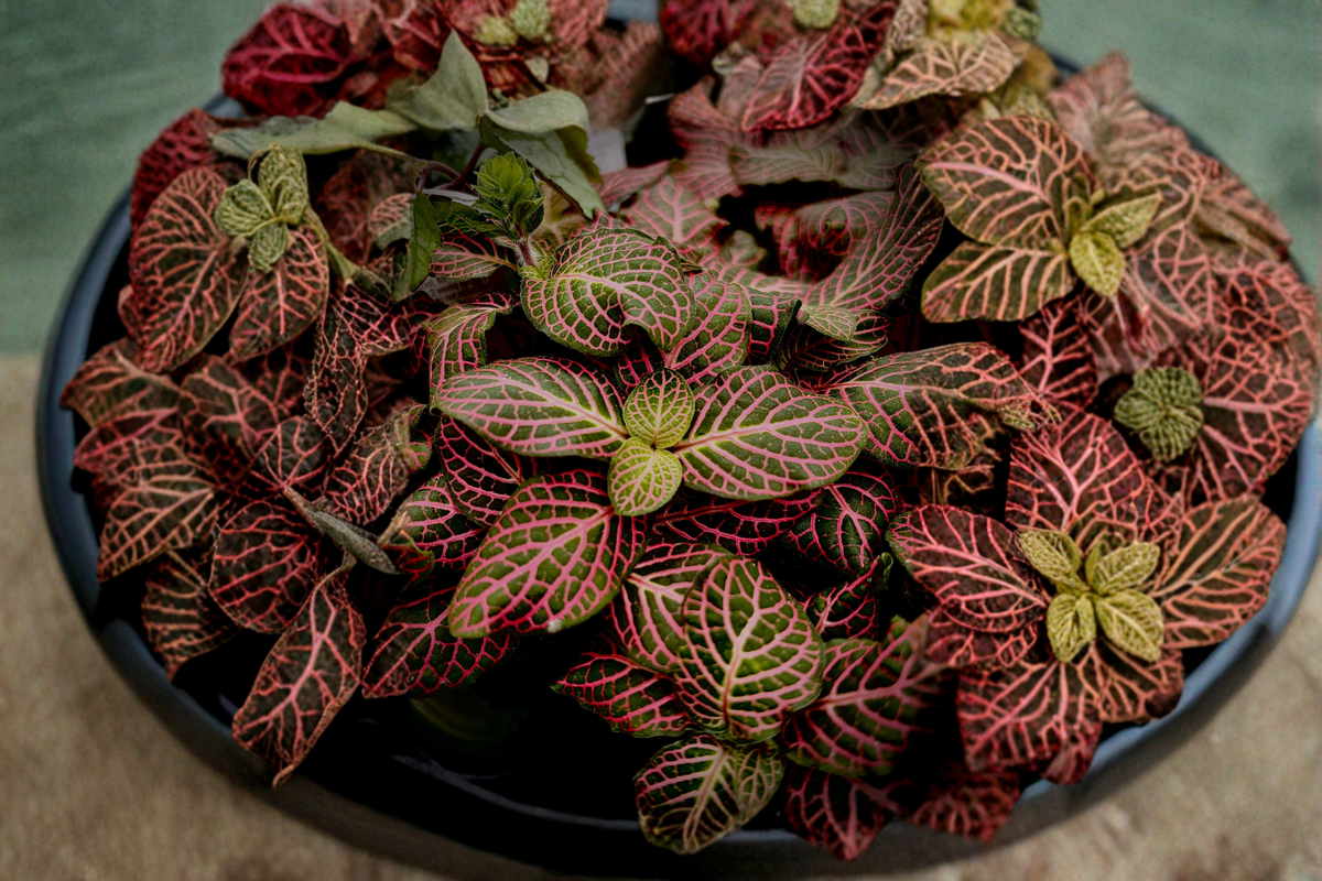 Fittonia Ruby Red Live Plant – Tropical Houseplant, Nerve Plant with Pink Red Veined Foliage, Rooted, Indoor, Shipped Without Pot