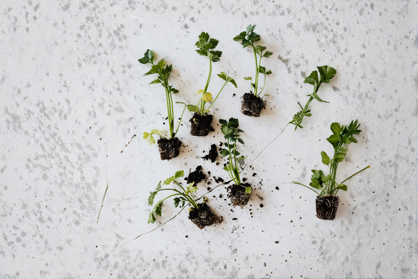 12+ Organic True Celery Bare Root Live Plants – Apium graveolens Young Transplants