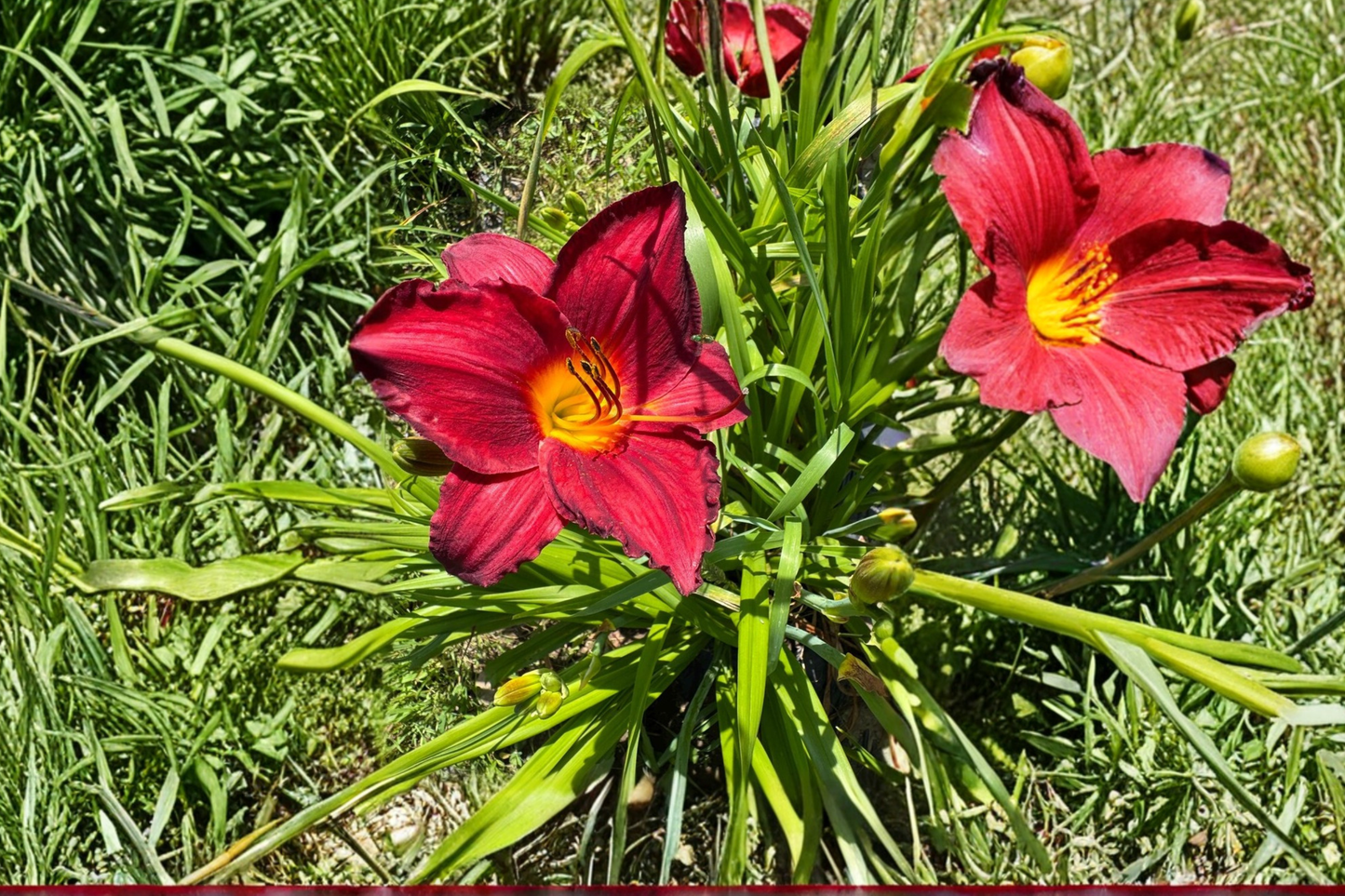 Daylily Chicago Brave Bare Root Plants – Red Yellow Bi-Color Perennial Flowers for Summer Garden Beds & Borders