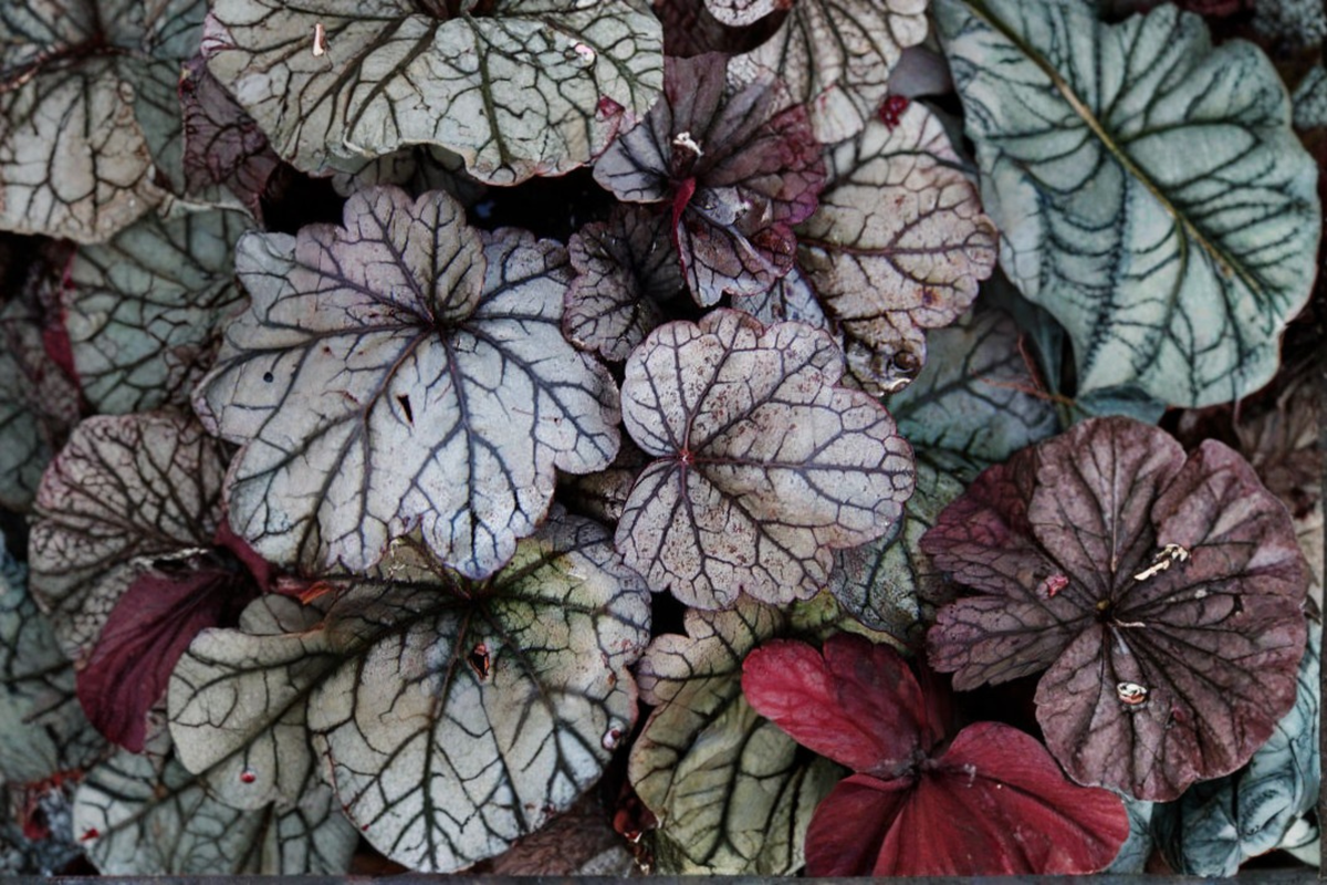Silver Scrolls Coral Bells Live Plants - 3 Rooted Starter Plants in 1 Qt Pots, Heuchera 'Silver Scrolls', Silver Foliage Perennial