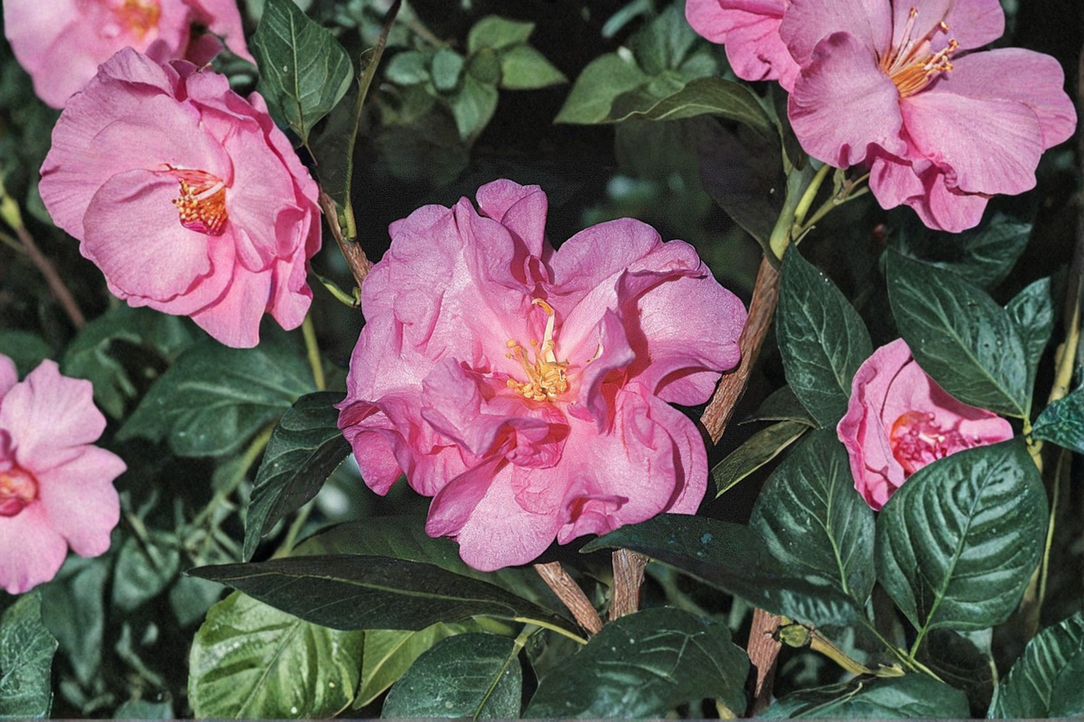 Japanese Camellia ‘Ballet In Pink’ 1 Gallon Live Plant – Pink Evergreen Flowering Shrub Camellia japonica