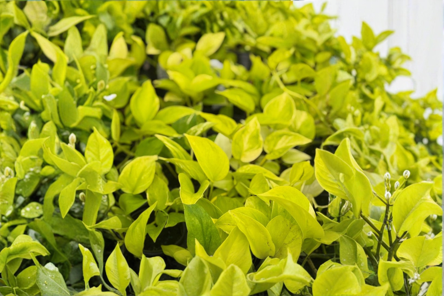 Epipremnum Champs Elysees Pothos Indoor Houseplant in 4 Inch Pot, Trailing Tropical Foliage, Easy-Care, Decorative Vine