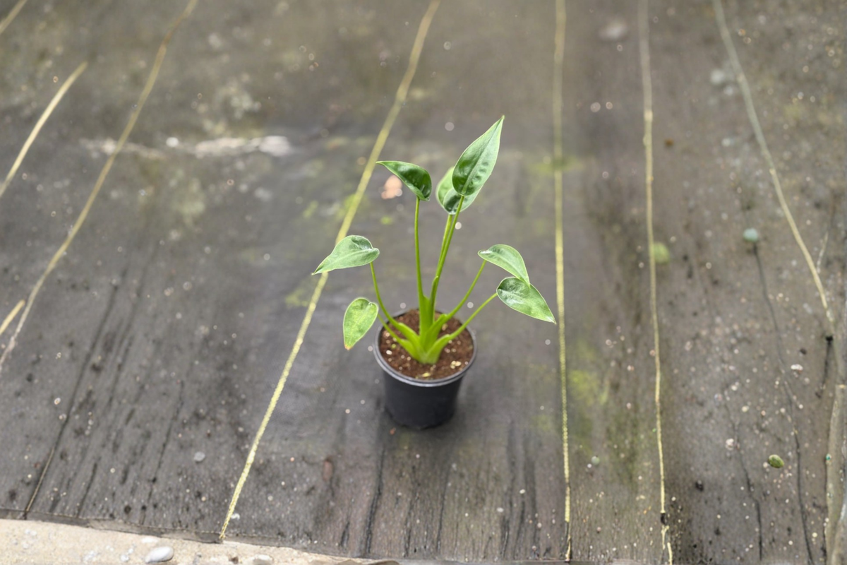 Alocasia Tiny Dancer Live Plant, Rooted Tropical Houseplant, Indoor Decor, Unique Foliage, Scientific Name: Alocasia 'Tiny Dancer'