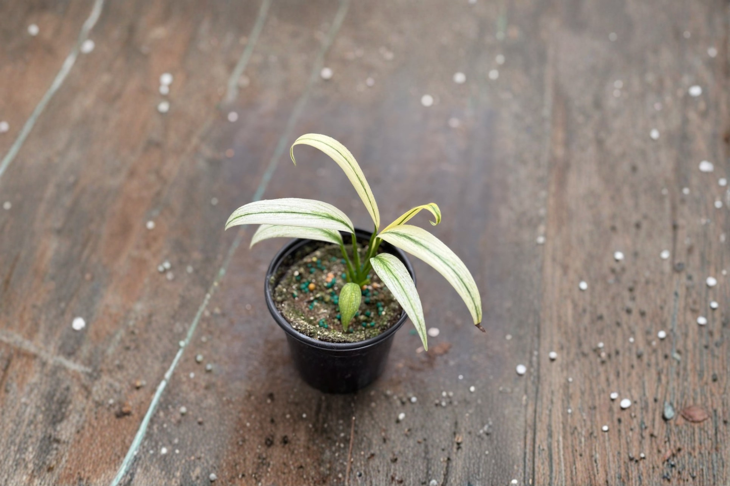 Epipremnum Amplissimum Albo Live Plant Cutting, Variegated Pothos, Indoor Climbing Vine in 3-Inch Pot