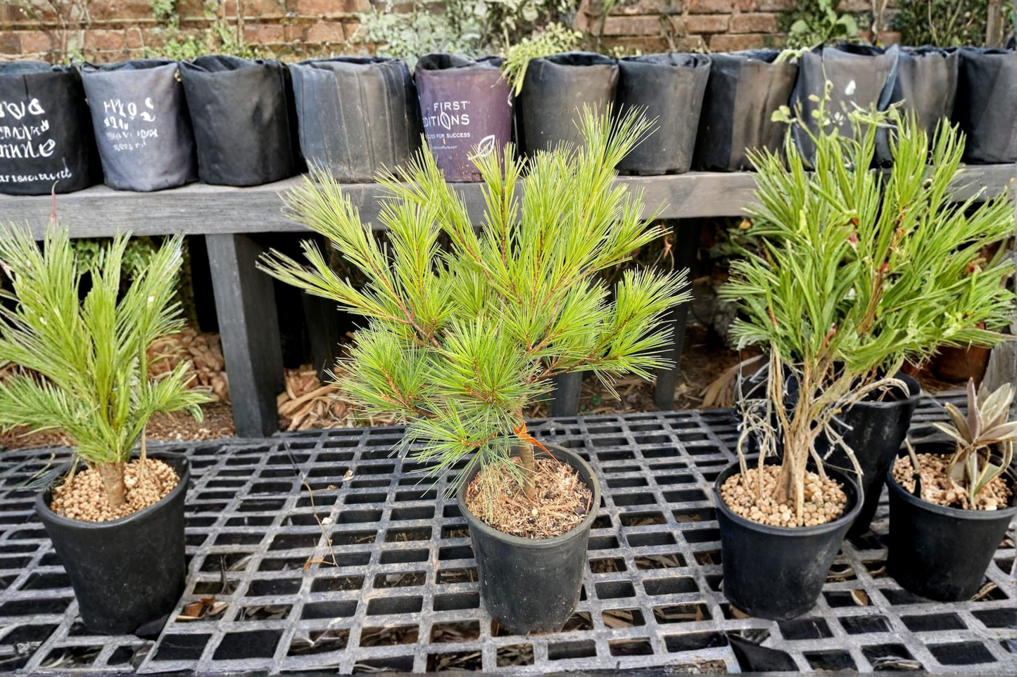 Caboose White Pine Live Plant – 12 Inch Dwarf Evergreen Conifer in 1-Gallon Pot – Pinus strobus ‘Caboose’ for Small Gardens & Containers