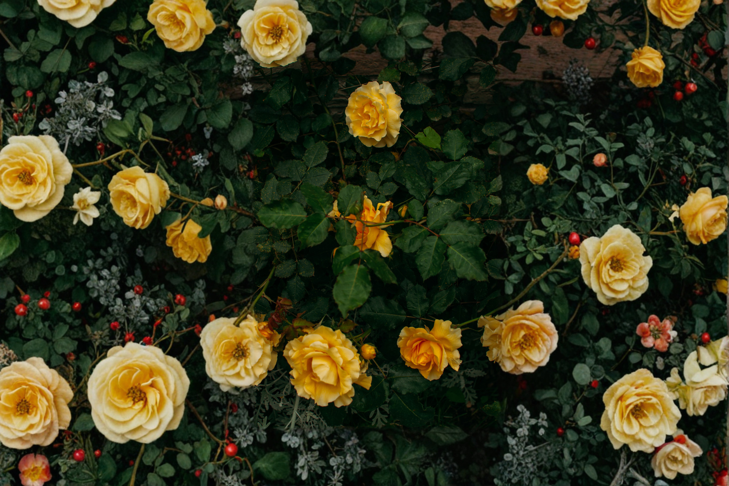 Yellow Mini Rose Live Plant – Rooted Flowering Shrub for Containers & Garden – Rosa spp.