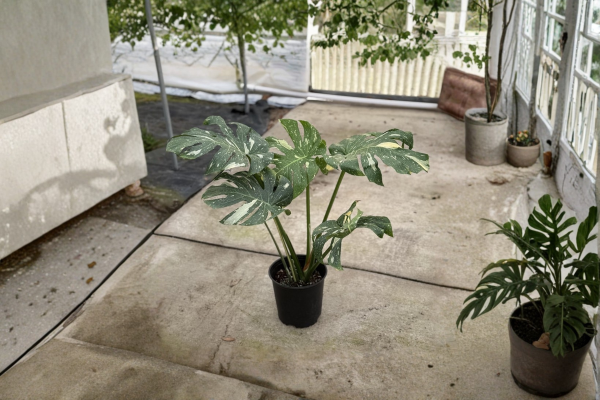 Monstera Thai Constellation Live Plant, Variegated Monstera, 8-Inch Pot, Tropical Houseplant, Rare Indoor Foliage