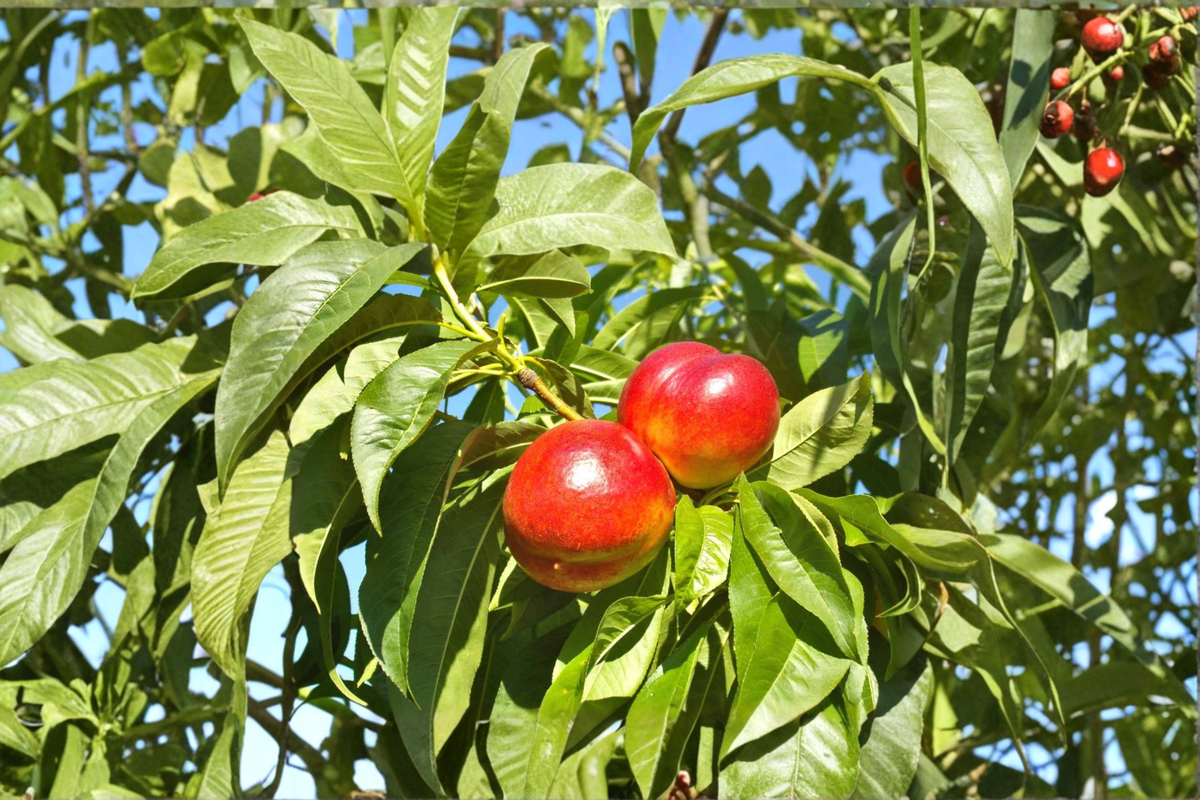 Jolly Red Giant Nectarine Tree 4–6 Ft Live Fruit Tree, Sweet Red Skin, Yellow Flesh, Prunus persica var. nucipersica