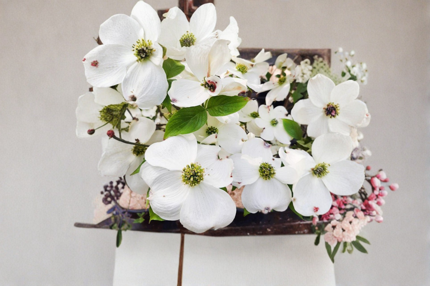 Cherokee Princess Dogwood Live Tree 1 Gallon Pot – White Flowering Ornamental Deciduous Tree for Garden & Landscape