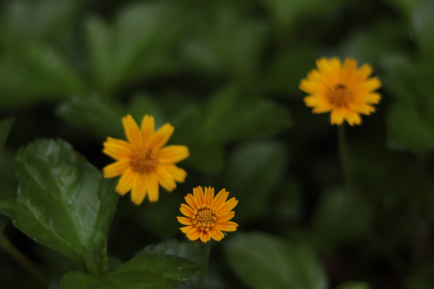 Creeping Daisy Wedelia Live Rooted Plant with 5 Cuttings - Yellow Flowering Perennial Groundcover