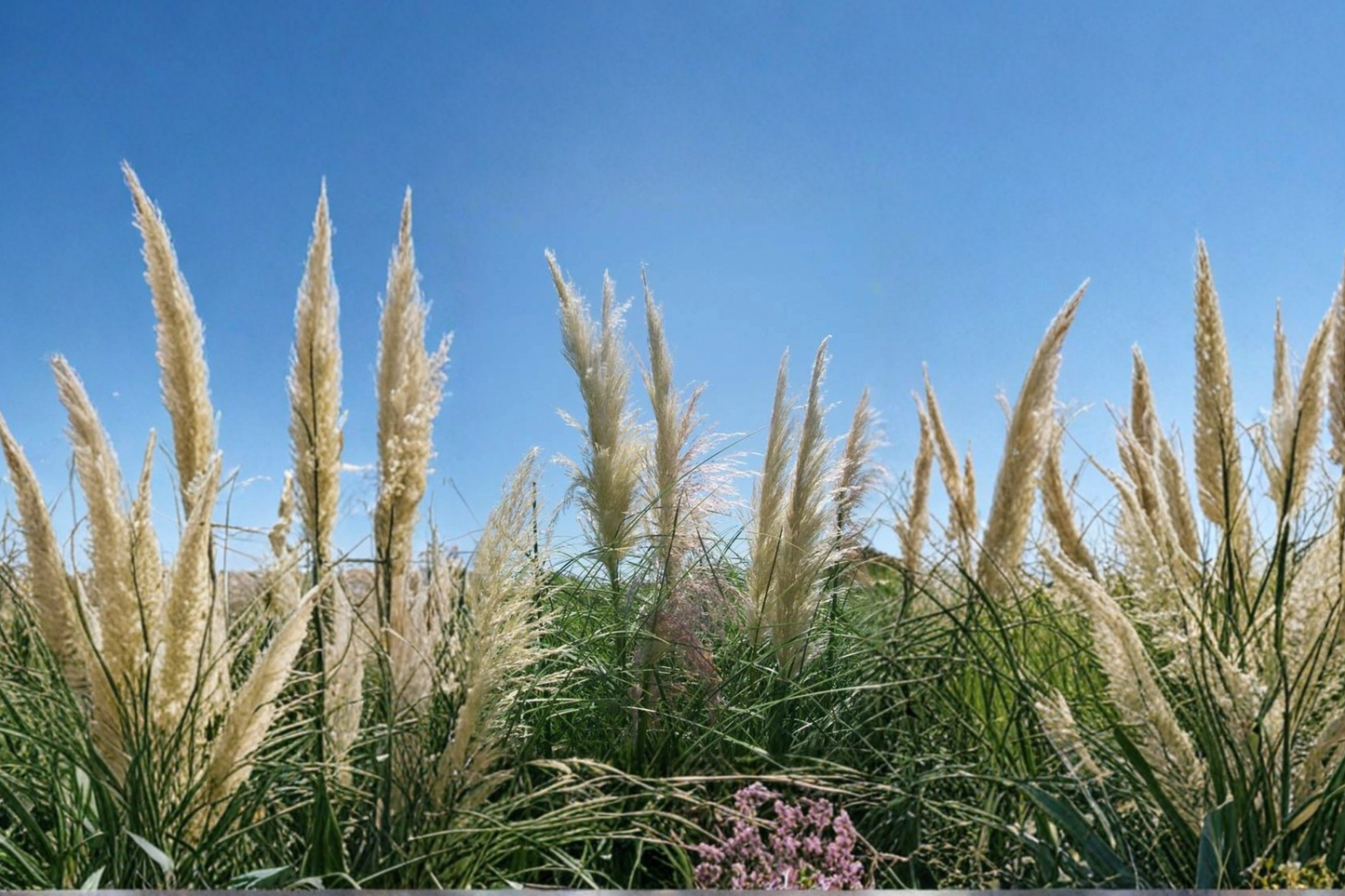 White Pampas Grass Live Plant 1 Gallon – Ornamental Grass for Landscape, Garden Border, White Feathery Plumes, Cortaderia selloana